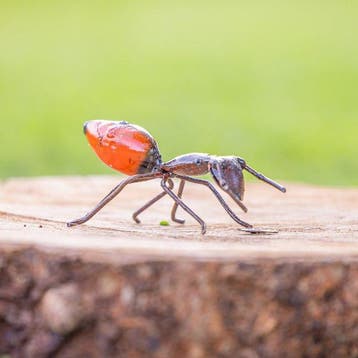 Figuur - Twee rode mieren beelden - metaal