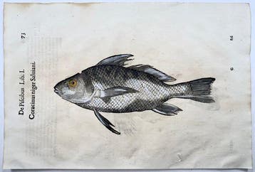Aldrovandi; Fish, Galjoen, Black Bream, Red Sea Bream -