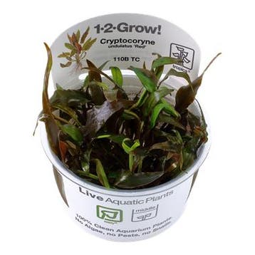 Tropica Cryptocoryne undulatus Red 1-2-grow! (easy), Verzenden, Nieuw