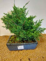 Jeneverbes bonsai (Juniperus) - Hoogte (boom): 28 cm -