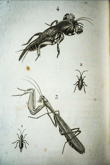M. E. Mulsant - Lettres à Julie sur lEntomologie. Suivi, Antiek en Kunst