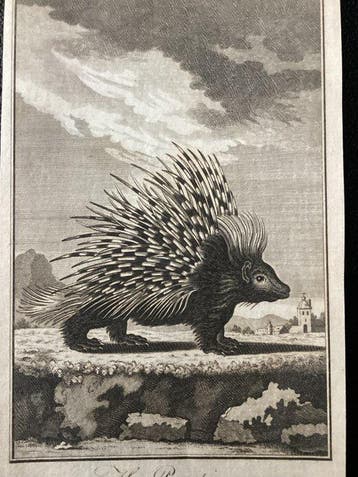 Jacques Eustache de Sève (c.1742-788) - The Porcupine