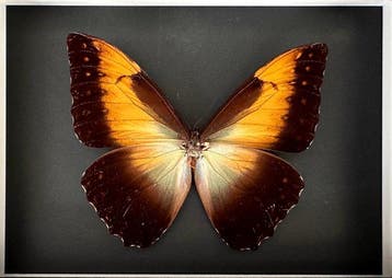 Papillon Support de corps entier pour taxidermie - Morpho