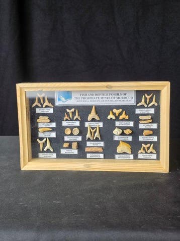 Vitrine met een verzameling authentieke fossiele tanden uit, Verzamelen, Mineralen en Fossielen