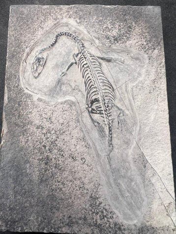 Zeereptiel - Gefossiliseerd dier - Fossile de Keichousaurus