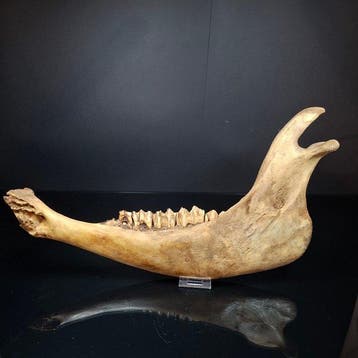 Steppebison - Fossiel onderkaakbot - Bison priscus - 41 cm -