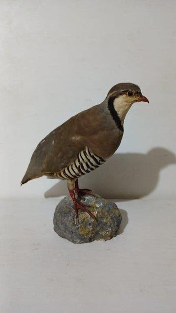 kwartel Taxidermie volledige montage - Alectoris graeca - 38, Verzamelen, Nieuw