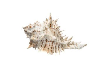 TOP stuk  uniek stuk - exclusief stuk  GEM  Taxidermie