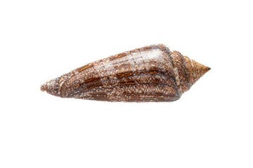 Conus gloriamaris (Glorie der Zee) • GIGANTISCHE MAAT •