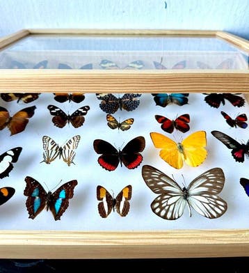 Historische entomologische collectie van 25 kleurrijke, Verzamelen, Nieuw