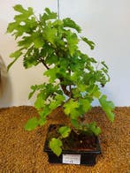 Morus - Hoogte (boom): 31 cm - Diepte (boom): 23 cm -