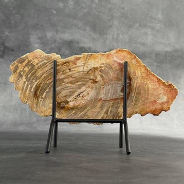 Belle tranche de bois pétrifié sur un socle personnalisé -