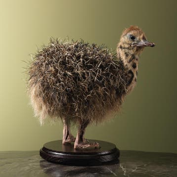 Struisvogel Kuiken Taxidermie Opgezette Dieren By Max, Ophalen of Verzenden, Nieuw, Vogel, Opgezet dier