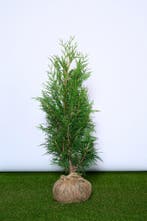 Conifeer - Thuja Plicata Martin - Haagplanten, Ophalen of Verzenden