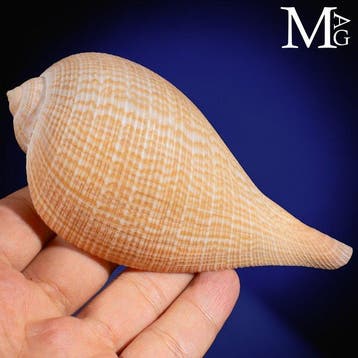 Elegant en gracieus, prachtige schelp - Ficus Gracilis -