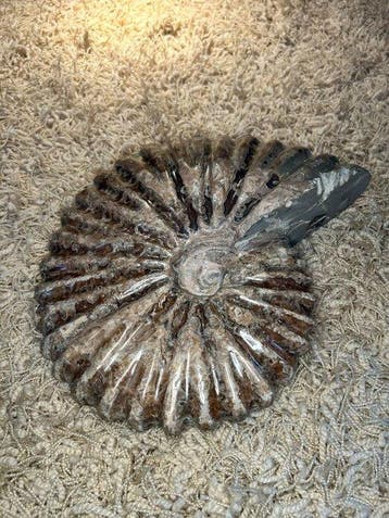 Ammonite - Coquillage fossilisé - Douvilleiceras Mammillatum, Verzamelen