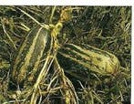 Citrouille de touraine pompoen