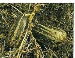 Citrouille de touraine pompoen, Nieuw