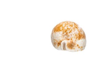 Wunder-Kaurischnecke  PIÈCE TOP  Escargot de collection