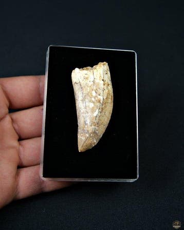 Dinosaure - Dent fossile - Carcharodontosaurus Saharicus