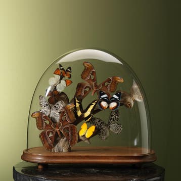Vlinders in Antieke Stolp Taxidermie Opgezette Dieren By Max, Ophalen of Verzenden, Opgezet dier