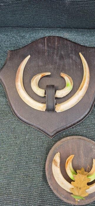 Wild zwijn Set tanden - Sus scrofa - 5 trophées de sangliers, Verzamelen, Nieuw