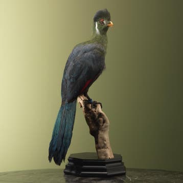 Witwangtoerako Taxidermie Opgezette Dieren By Max, Ophalen of Verzenden, Opgezet dier