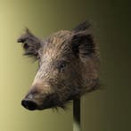 Wild Zwijn Klein Taxidermie Opgezette Dieren By Max, Ophalen of Verzenden, Opgezet dier