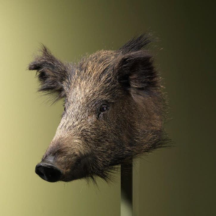 Wild Zwijn Klein Taxidermie Opgezette Dieren By Max, Verzamelen, Dierenverzamelingen, Opgezet dier, Nieuw, Wild dier, Ophalen of Verzenden