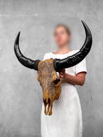Sans prix de réserve - Vrai grand crâne de buffle brun