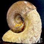 Ammoniet op Natural Matrix uit Lyon - Fossiel fragment -