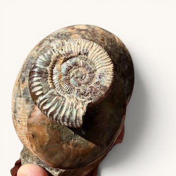 Ammoniet - Gefossiliseerde schelp - 7 cm - 7 cm (Zonder