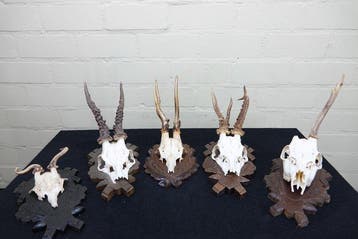 abnormal Roebuck Schedel - Capreolus capreolus - 0 cm - 0 cm, Nieuw