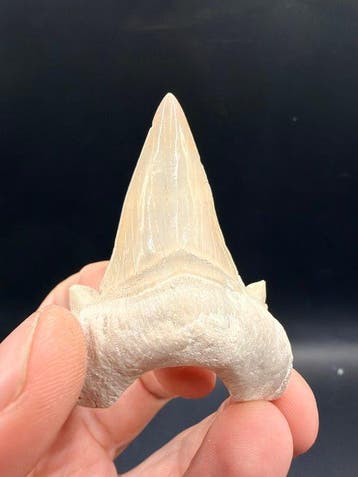 Haai - Fossiele tand - Otodus obliquus - 6.8 cm (Zonder, Verzamelen