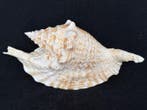 Escargot de mer Coquillage marin - S-215 STROMBUS GALLUS