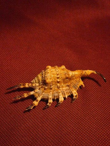 Escargot de mer Coquillage marin - S-460 LAMBIS SCORPIUS, Verzamelen, Nieuw