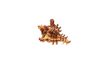 Stekelmurex Chicoreus aculeatus met deksel (operculum) *, Nieuw