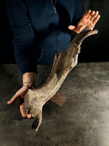 een enorm uitgestorven hert - Fossiel fragment - megaloceros