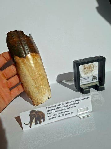 Wolharige mammoet - SET - Gefossiliseerde slagtand -