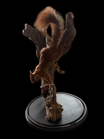 Écureuil Support de corps entier pour taxidermie -