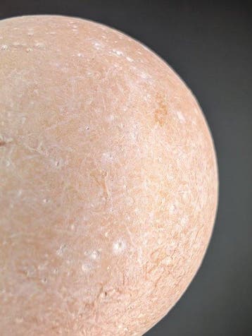 Reuzenei van een landsschildpad - Gefossiliseerd ei -