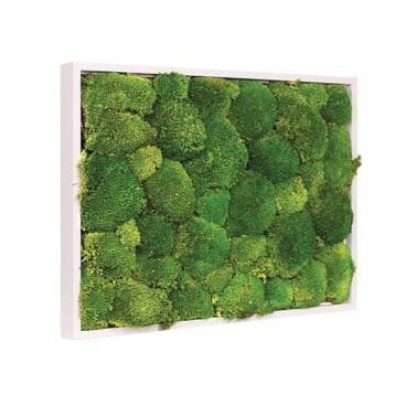 Mosschilderij Bolmos 70x100 cm Gebroken Wit, Verzenden, Nieuw