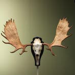 Eland Gewei Taxidermie Opgezette Dieren By Max, Verzamelen, Dierenverzamelingen, Ophalen of Verzenden, Nieuw, Wild dier, Opgezet dier