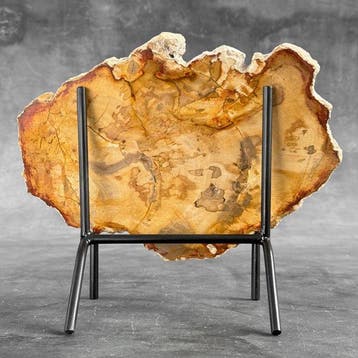 Magnifique tranche de bois pétrifié sur un socle