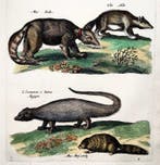 Matthäus Merian (1593-1650) - hand coloured folio, Marmot,