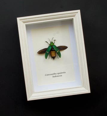 Kever Taxidermie volledige montage - Catoxantha opulenta -