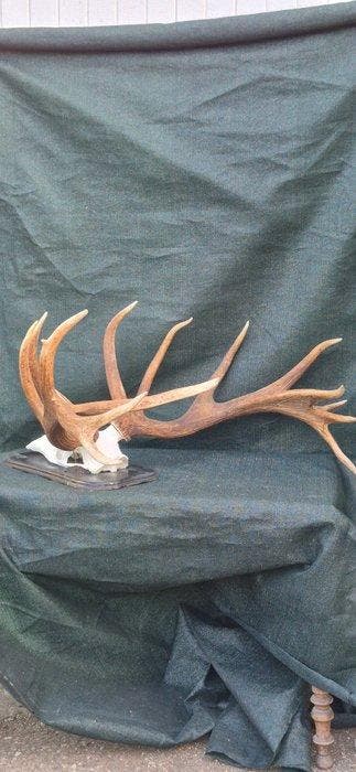 Cerf élaphe Support mural pour taxidermie - Cervus elaphus -