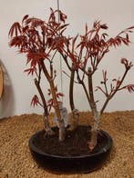 Japanese maple bonsai (Acer palmatum) - Hauteur (arbre) : 29