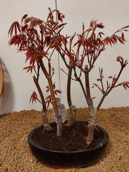Japanese maple bonsai (Acer palmatum) - Hauteur (arbre) : 29, Antiquités & Art, Curiosités & Brocante