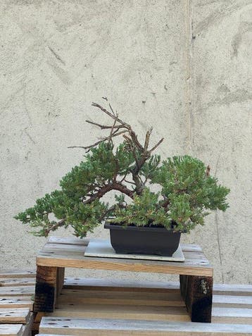 Jeneverbes bonsai (Juniperus) - Hoogte (boom): 29 cm -